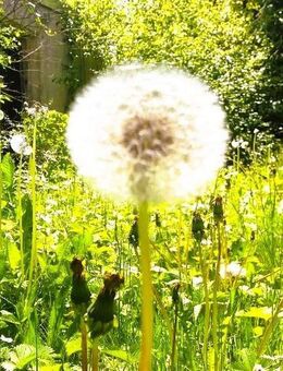 Einfamilienhaus an caritative, gemeinnützige Einrichtung (z.B. Wohngruppen) zu vermieten - Wangen (Allgäu)