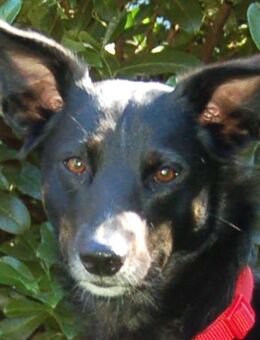 Roxalie - Mischling - 4 Jahre - Tierhilfe Franken e.V. - Lauf (Pegnitz) Zentrum