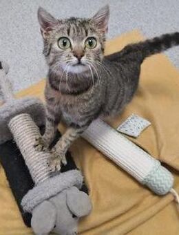 Liebevolle Kämpferin sucht Kuschelmensch - Walluf