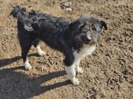 Wuschelige liebe Pina sucht ein Zuhause - Mannheim