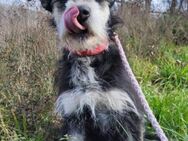 Schnauzer-Mix♥Milo♥ ein Herzens-Hund - Hamburg