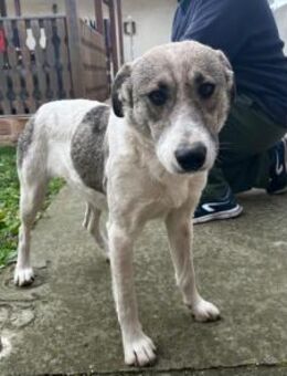 Mag Streicheleinheiten Kira - Neustadt (Rübenberge)