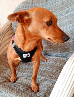 Lilo - liebes, sanftes Pinscher-Mädel - Höchst (Odenwald)
