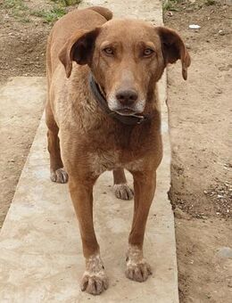 Angelica - aufgeschlossen und verschmust - Westerholt
