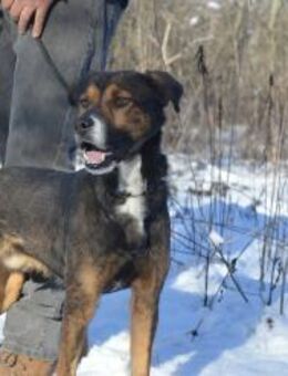 Pajtàs sucht ein Zuhause - Elsenfeld