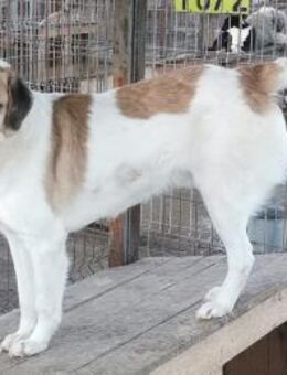 Sinbad - auf einer Pflegestelle 58762 - Blankenheim (Nordrhein-Westfalen)