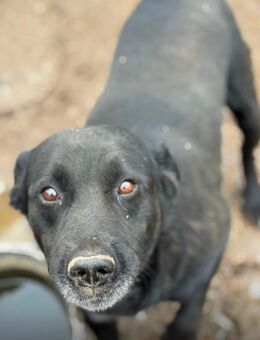Bildschöner labbymix - Wegberg