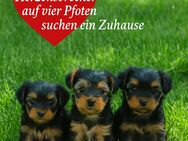 Yorkshire Terrier Welpen - Rülzheim