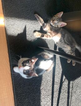 2 Süße Katzenmädchen - Stadland