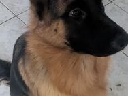 Deutscher Schäferhund 10 Monate alt - Oberhausen