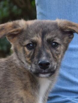 Carsten - neugierig & verspielt - Lohmar