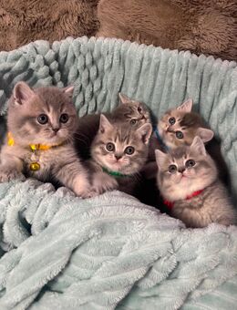 Reinrassige Bkh Kitten - Düsseldorf