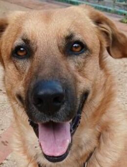 Elix - Rieden (Rheinland-Pfalz)