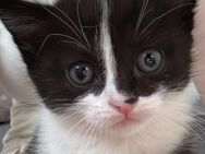 kater oreo - Weinheim