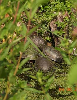 Suche adultes Sumpfschildkröten Männchen - Emys orbicularis - Königslutter (Elm)