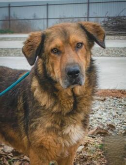 Anton Freundlicher Wuschelbär mit Herz - Schlitz