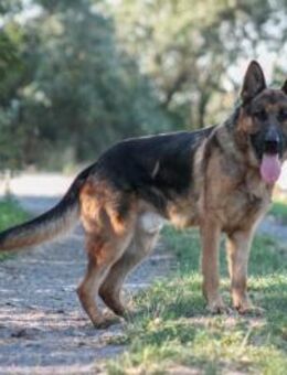 Goran dt. Schäferhund Rüde 4 Jahre HU - Reutlingen