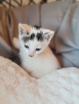 Babykatzen / Kitten/ Katze - Rahden