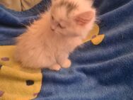 MAINECOON KÄTZCHEN XL MAINECOON Kitten - Zahna-Elster