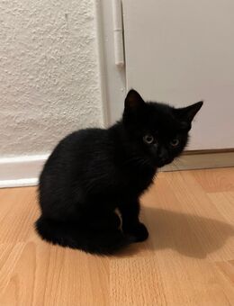 BKH 4 Monate alter Kater - Bremerhaven