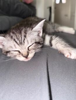 Britisch Kurzhaar Kitten – liebevoll aufgezogen – Abgabe ab dem 25.07.2025 (mit 12 Wochen) - Düsseldorf