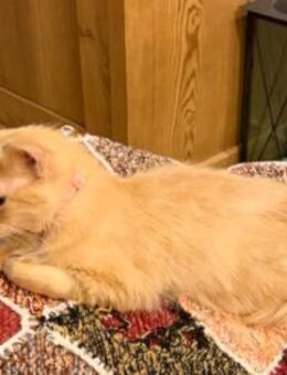 Menschenbezogene Katze Lily - Karlsruhe