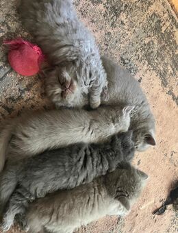 4 britische Kater - Bremen