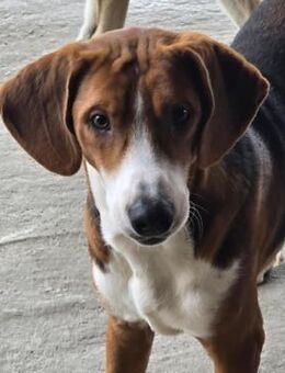 Charlie - freundlich zugewandter Rüde - Velbert