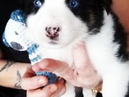 Australian Shepherd Welpen - Oederan