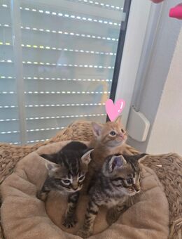 Maine coon kitten Mix - Murg