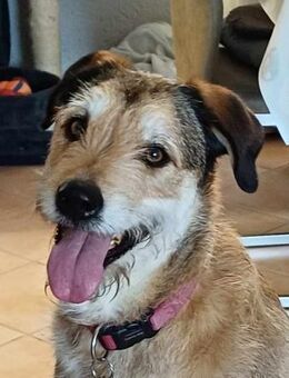 Charlie, Pechvogel sucht seine Menschen - Köln