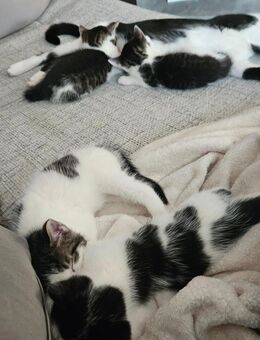 Hübsche Kitten abzugeben - Schortens