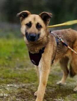 KAMIRA ❤️ sehnt sich nach Liebe - Fahrenzhausen