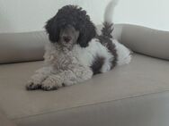 Nur unser Felix sucht noch ein schönes Zuhause . - Elsdorf (Nordrhein-Westfalen)