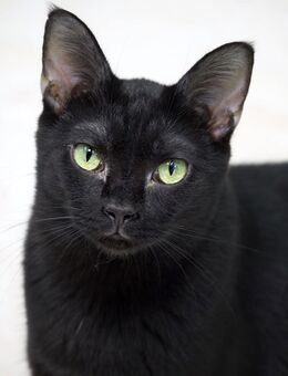 Katze Wiffi - Bochum