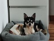 Bildschöner Chihuahua Deckrüde - Bramsche