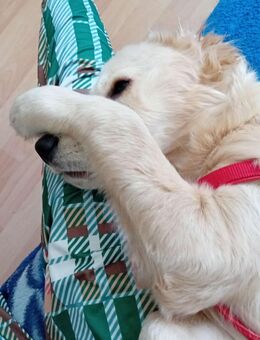 Golden Retriever Emma - Pratteln