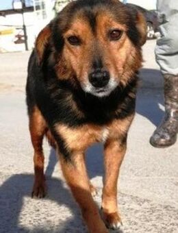 Pan ist so freundlich und friedlich! - Karben