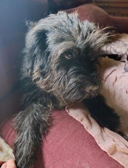 Manolo, braucht eine neue Chance - Berlin