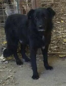 Buckley Pflegestelle oder Zuhause gesu - Oberwies