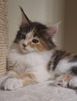 Wunderschöne Reinrassige Main Coon Kitten XXL - Wiesbaden Nordenstadt