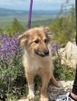 Malvine- kleine Träumerin sucht Glück - München