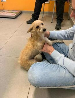 Grety - ein kleiner Goldschatz - Höchst (Odenwald)