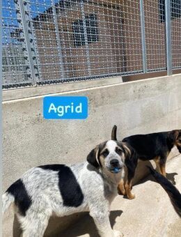 Agrid - Hundebub hofft auf Liebe - Grevenbroich