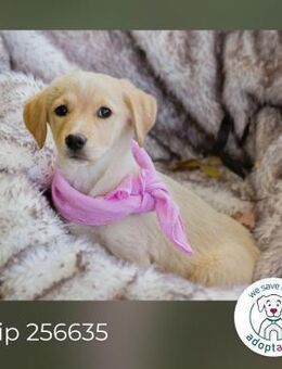 Chip 256635: Hundekind sucht ein Zuhause - Kirchzell