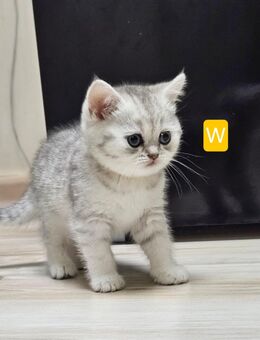 1 BKH Kätzchen frei - Spelle