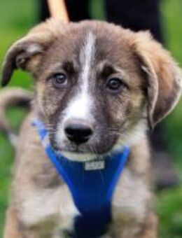 Talino - kleines Herz, große Geschichte! - München