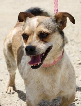 Sinatra, zutraulich, offen, lernwillig - Westerholt