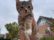 Kitten, Baby Katze, Kätzchen - Krefeld