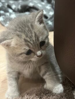 🐾 5 Britisch Kurzhaar Kitten – Liebevolle Familien gesucht! 🐾 - Hamm Zentrum
